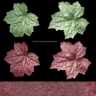 plant.jpg