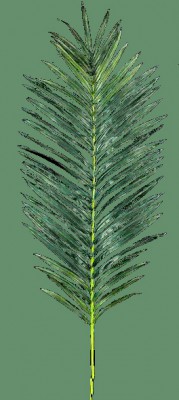 palm7.jpg