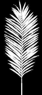 palm7A.jpg