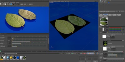 leaf1.jpg