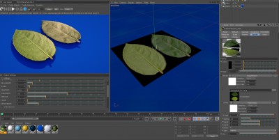 leaf2.jpg