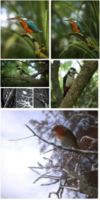 The Birds Collection_Escelce.jpg