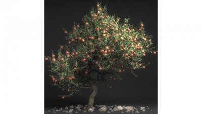 Apple Tree