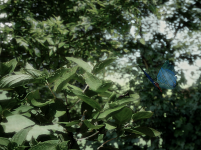 butterflie.png