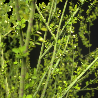 Palo Verde Closeup Octane