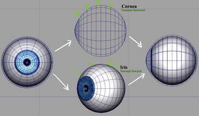 eye_model_render.jpg