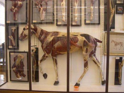 cheval-moulage.jpg