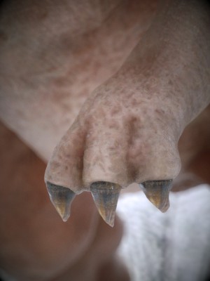 Horse's hoof texture to create this SSS claw shader.