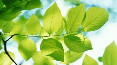 Natural-Green-Leaves.jpg