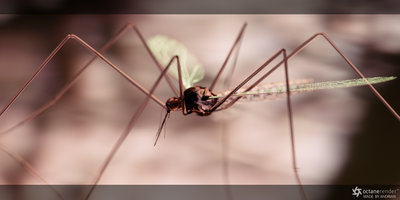 mosquito2.jpg