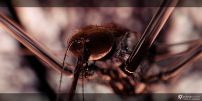 mosquito3.jpg