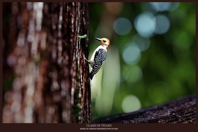 woodpecker_Andrian.jpg