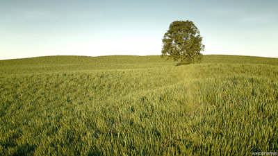 OneTreeFINFIN.jpg