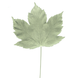 Leaf08.png