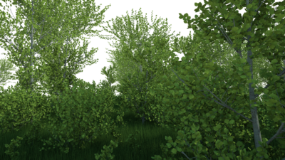 forest01.png
