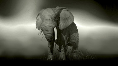Olifant kwaad