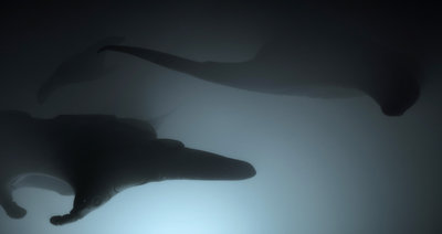 b10b.jpg