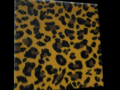 leopard.jpg