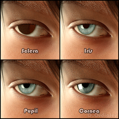 Eyes.png
