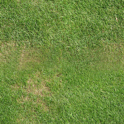 grass0008_S.jpg