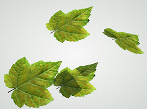 shadow of poly not leaf