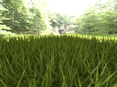 Herbe_DirectL_FilterOff.jpg
