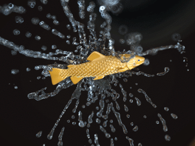 splash.gif