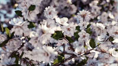 tree_1080.png