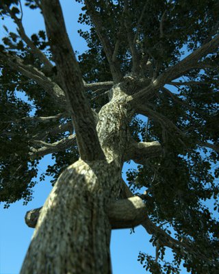 tree7.jpg