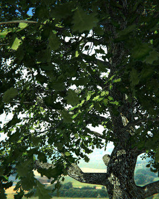tree5.jpg