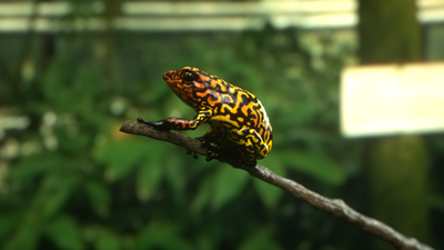 frog_v002_C.png