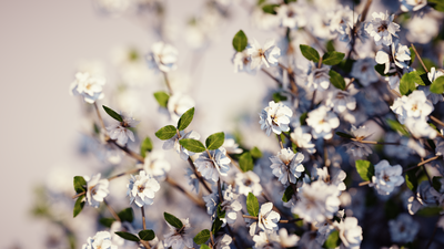 Cherry_tree_1080.png
