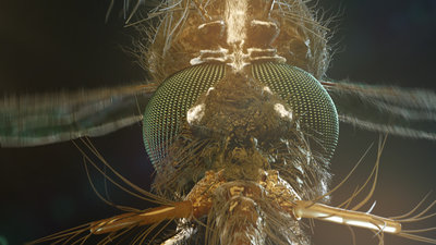 mosquito 2 (00000).jpg