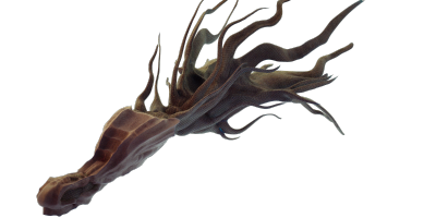 fishy8.png