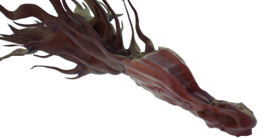 fishy9.png