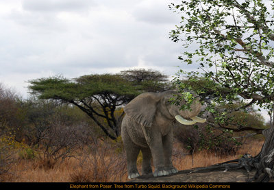 Elephant_Two_JPG (2).jpg