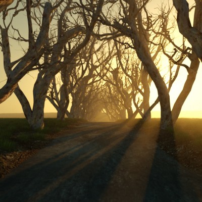 Dark Hedges_Test03_0001.jpg