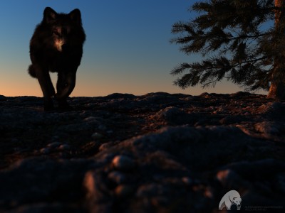 lonely wolf.jpg