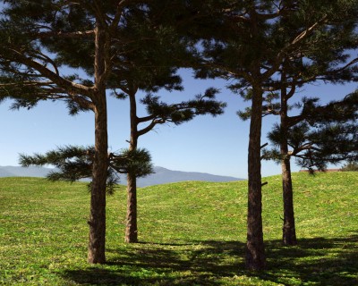 HuangshanPine_High.jpg