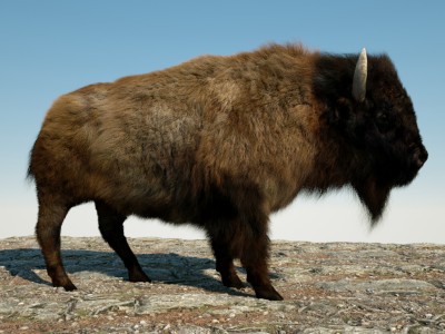 bison render.jpg