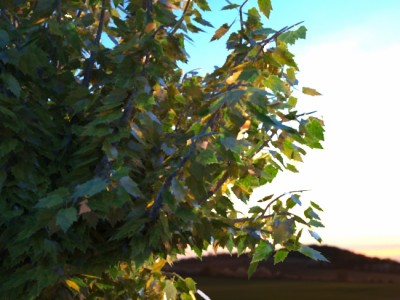 leaves.jpg