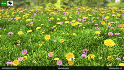 grass.jpg