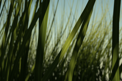 grass3 600.png