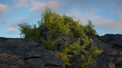 ferns03.png