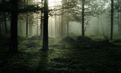 Forest-At-Night-10.jpg
