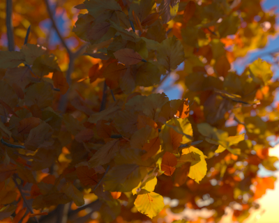 octoberRust.png