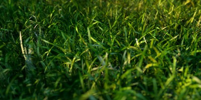 grass_juha.jpg