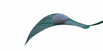 Leaf.png