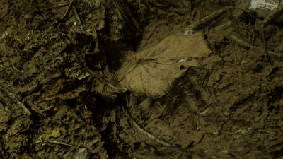005.png