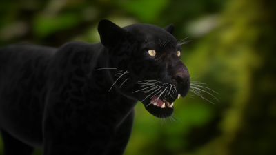 panther.png